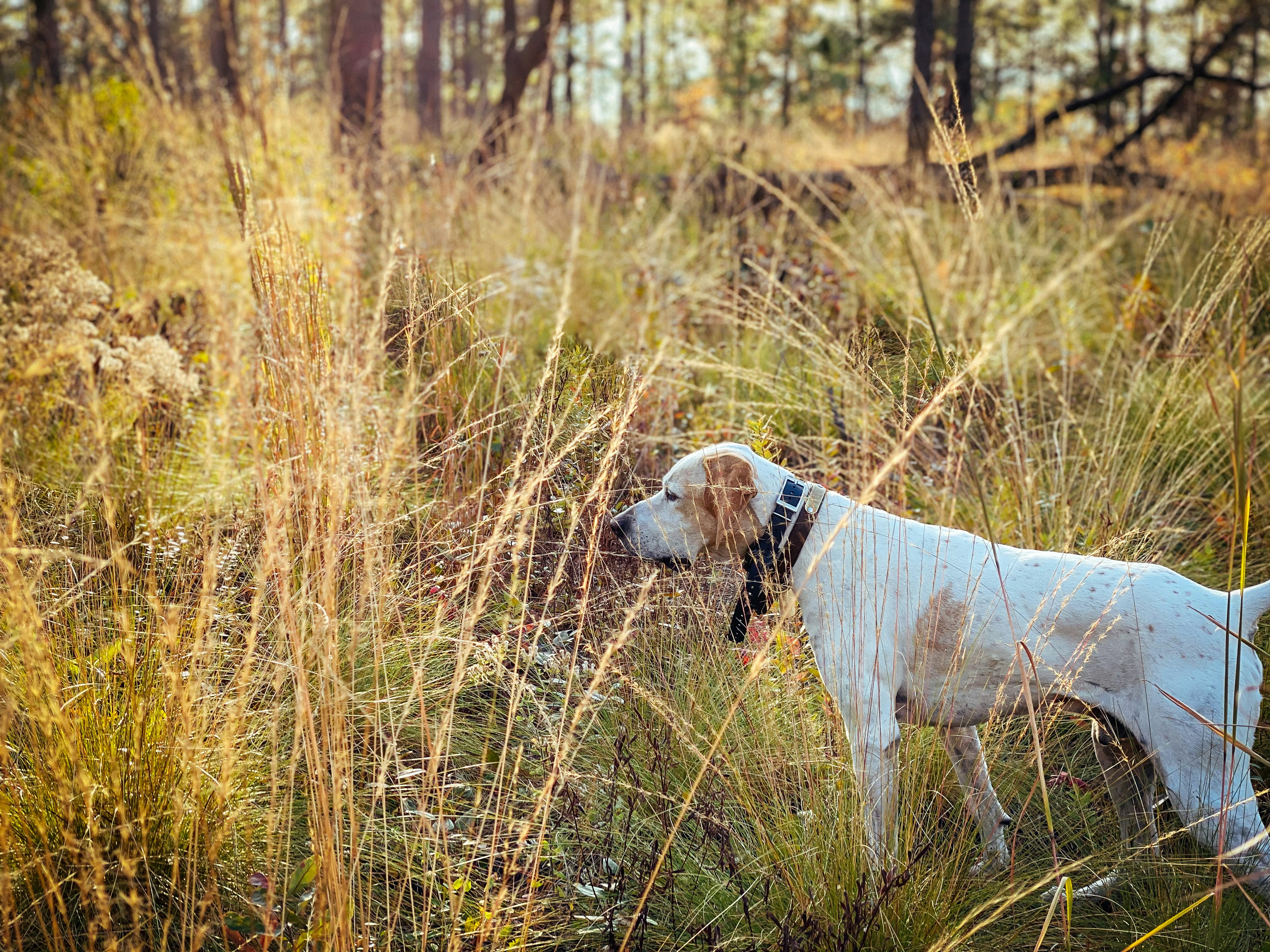 white short coated dog on green grass field during daytime