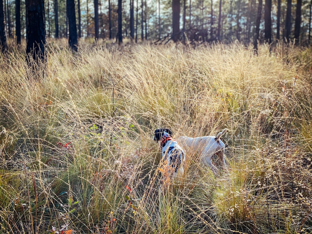 white and black short coated dog on green grass field during daytime