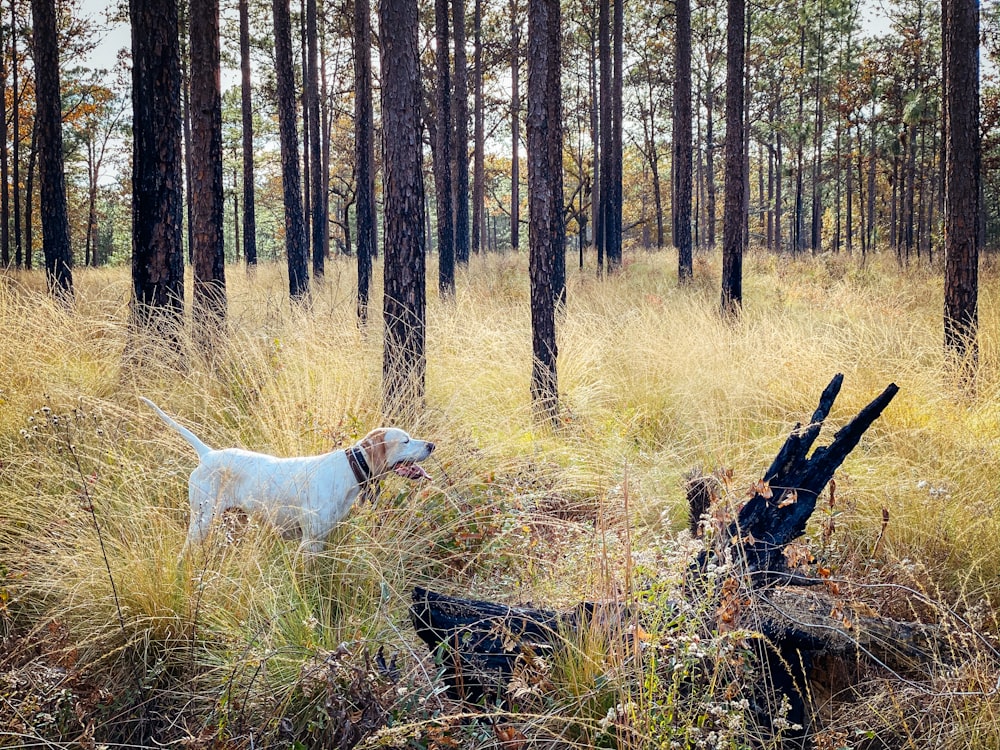 white short coat dog on brown wood log