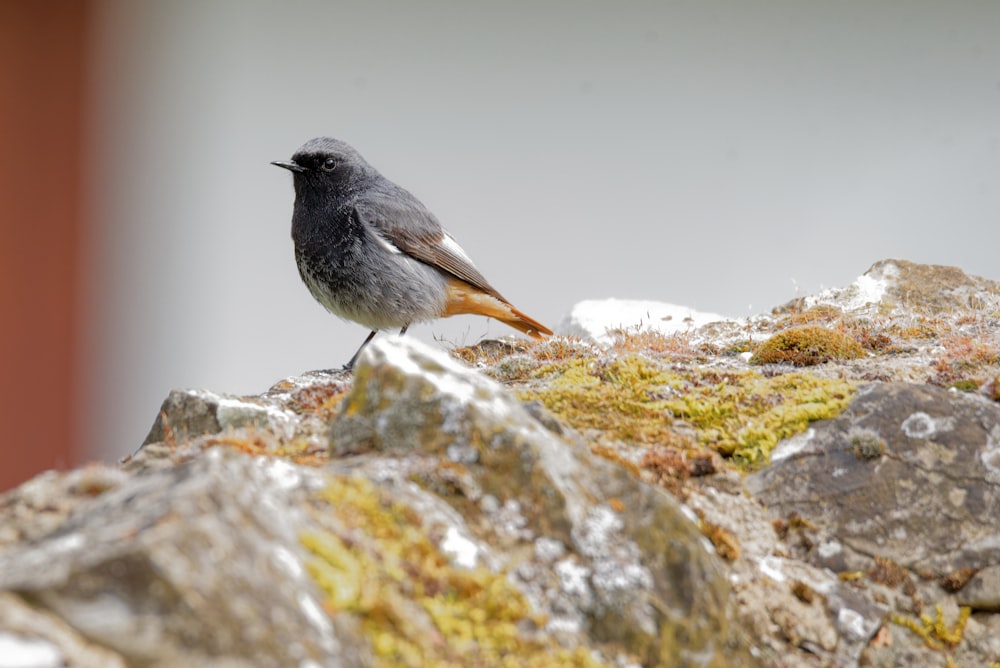 black and white bird on brown tree branch