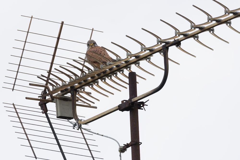 pájaro marrón en un cable eléctrico marrón durante el día
