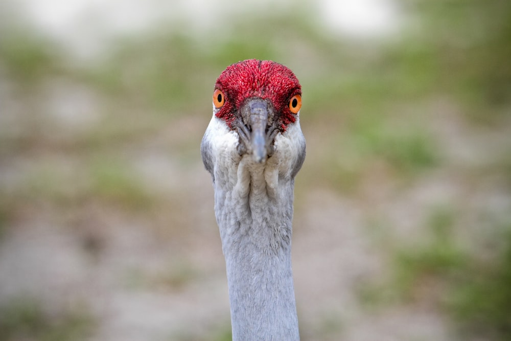 white and red bird in close up photography