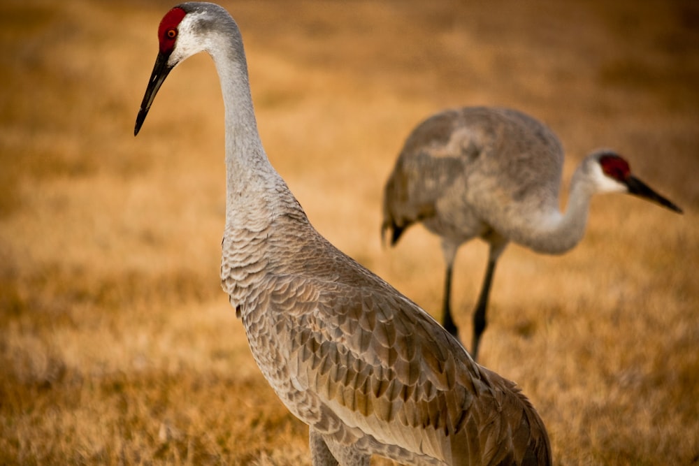 grey crowned crane standing on brown grass field during daytime