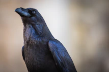 black bird in close up photography