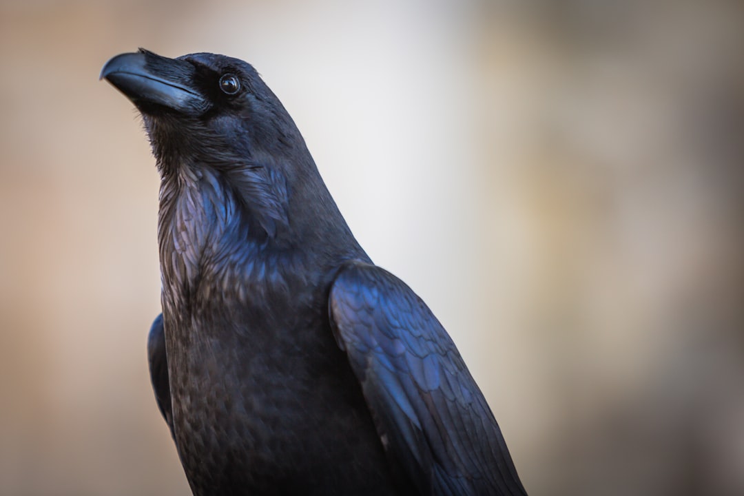  black bird in close up photography raven