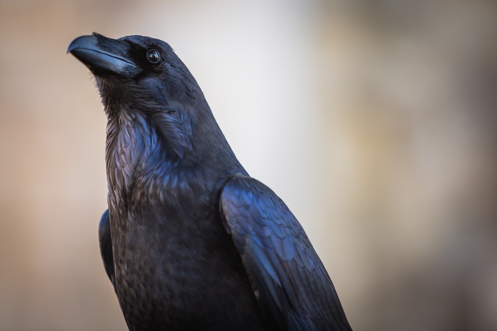 black bird in close up photography