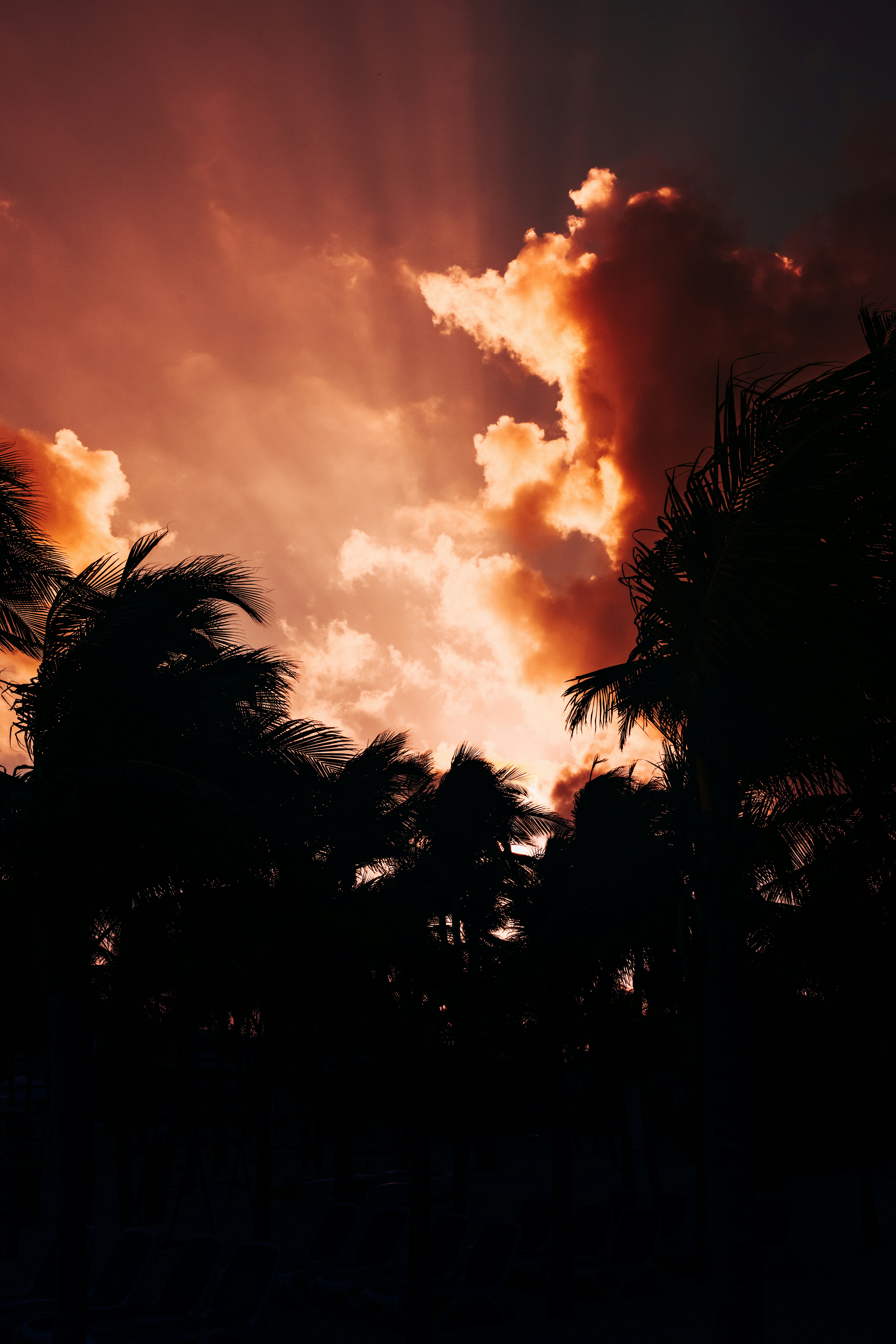 Silueta de árboles bajo cielo nublado durante la puesta del sol