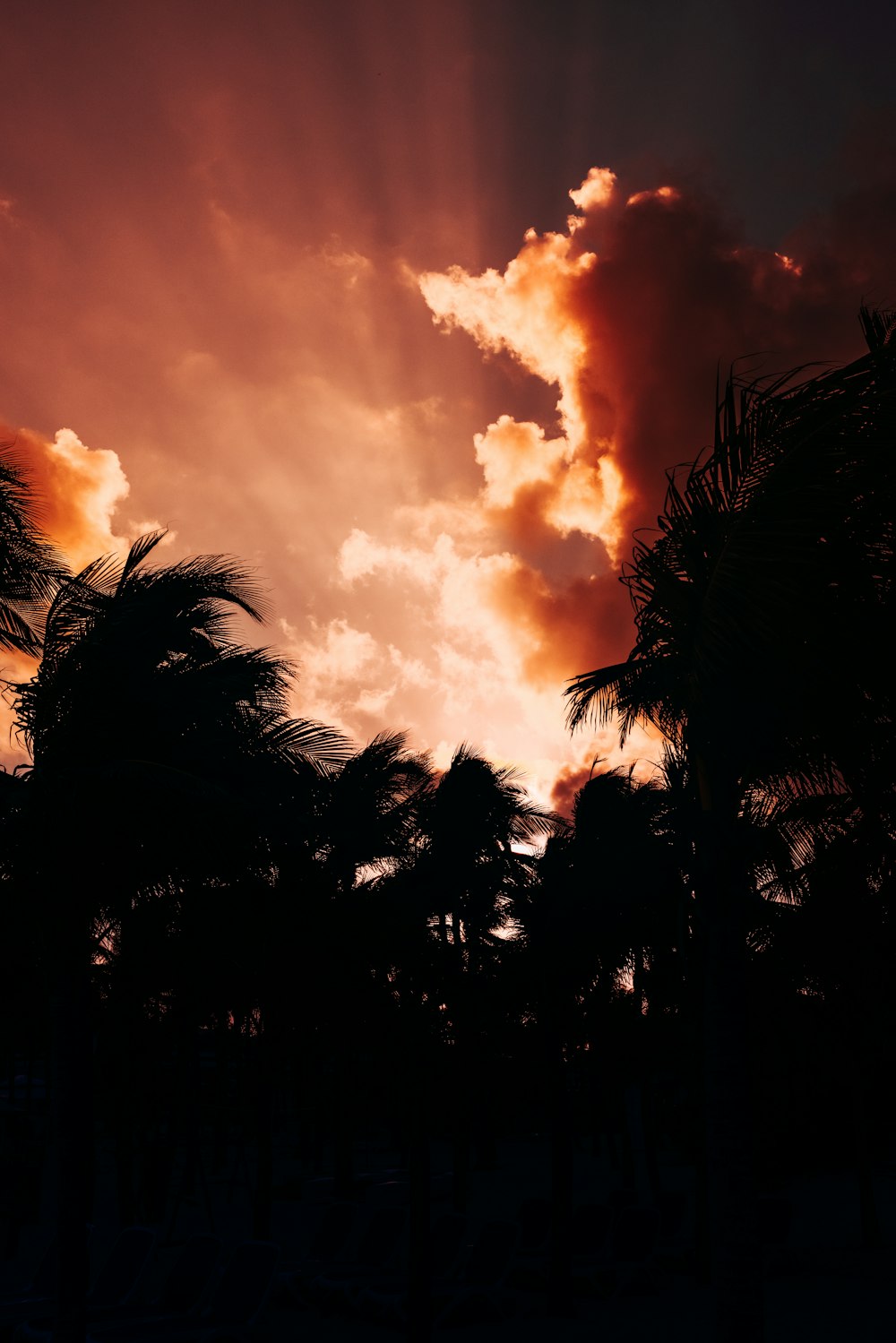 silhouette of trees under cloudy sky during sunset