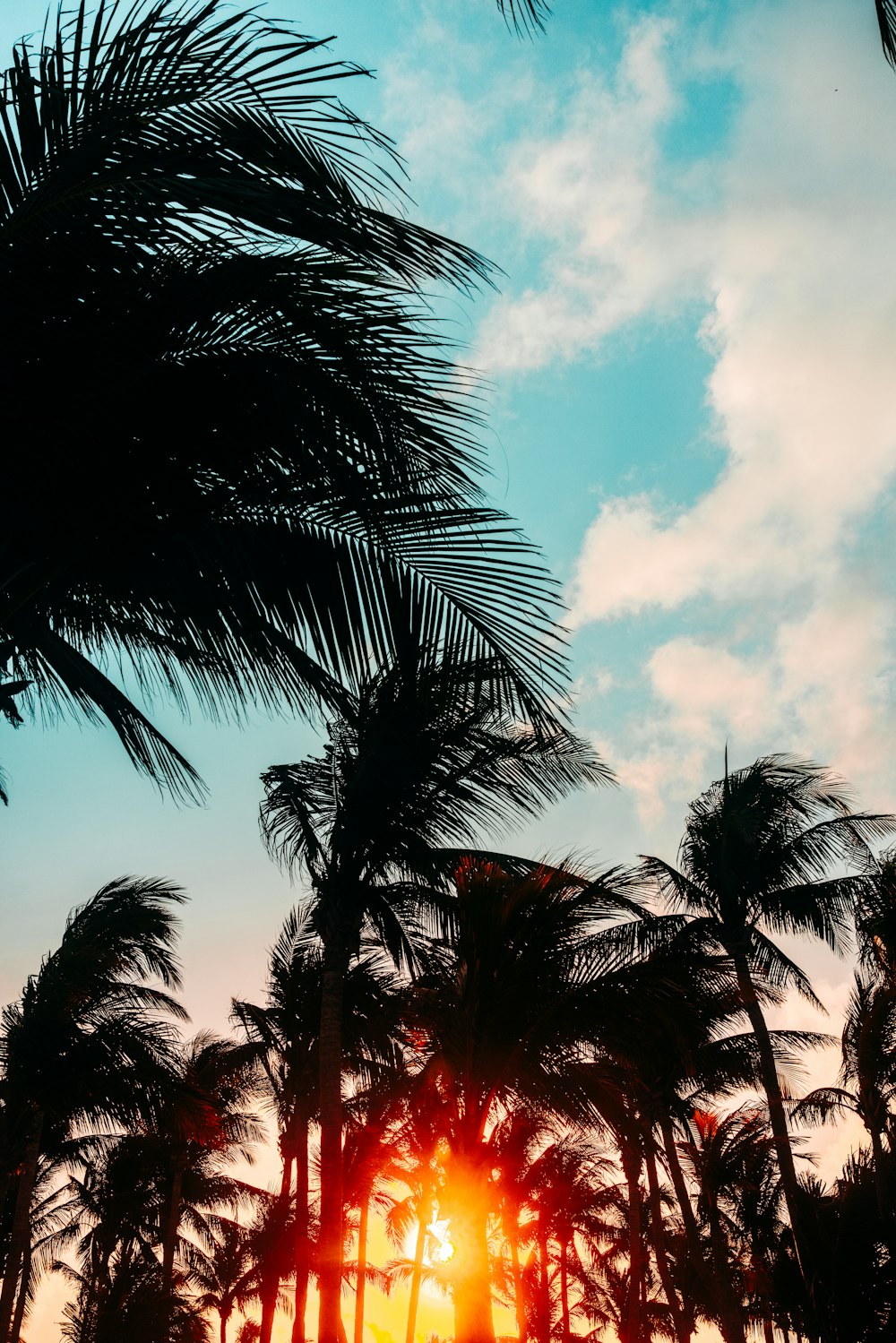 green palm trees during sunset