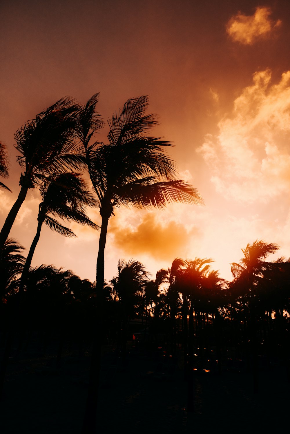 silhouette of palm trees during sunset