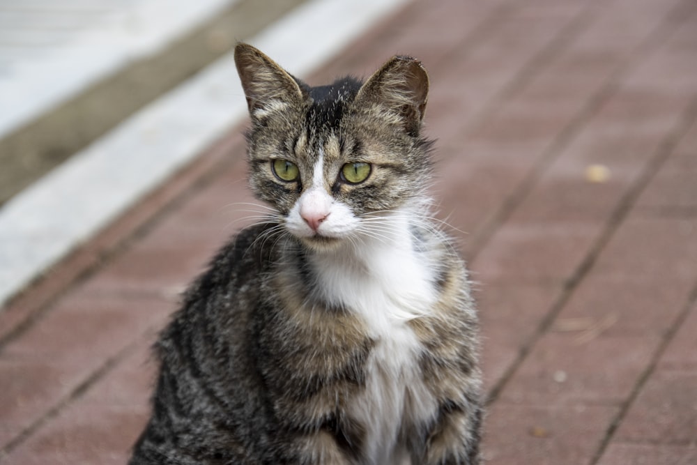 brown tabby cat on brown brick floor