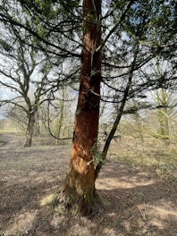 A large tree with a thick, textured trunk stands prominently in a wooded area. The bark has a reddish-brown hue, and its branches extend outward with dark green foliage. Surrounding it are other trees with similar bare trunks and green foliage, creating a dense and natural forest environment. Sunlight filters through the branches, casting shadows on the ground covered with dry leaves and twigs.