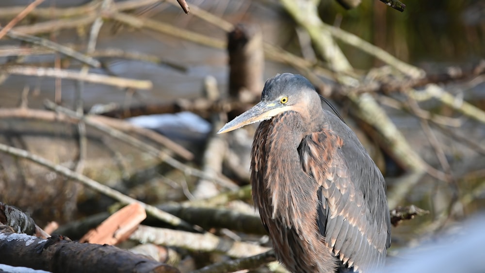 Brauner und schwarzer Vogel tagsüber auf braunem Ast