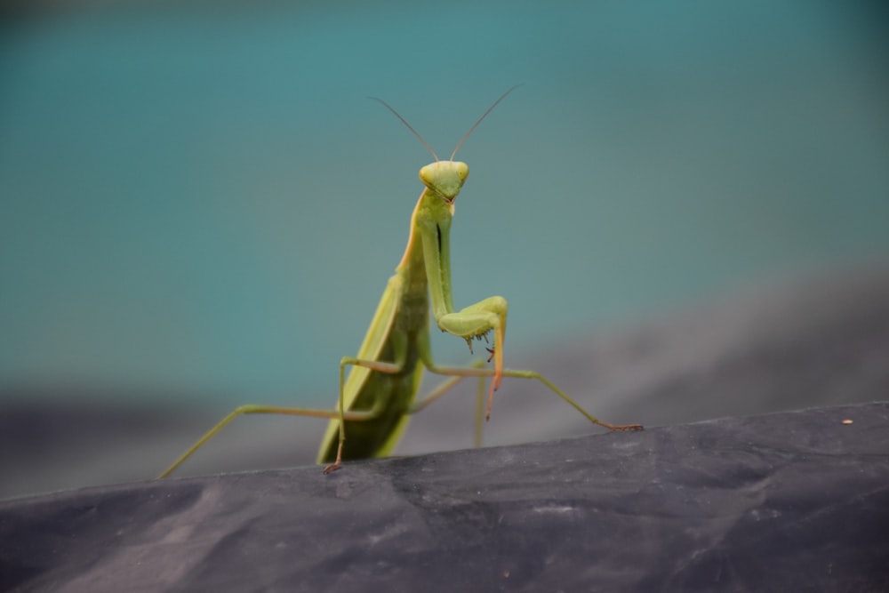 green praying mantis on black surface