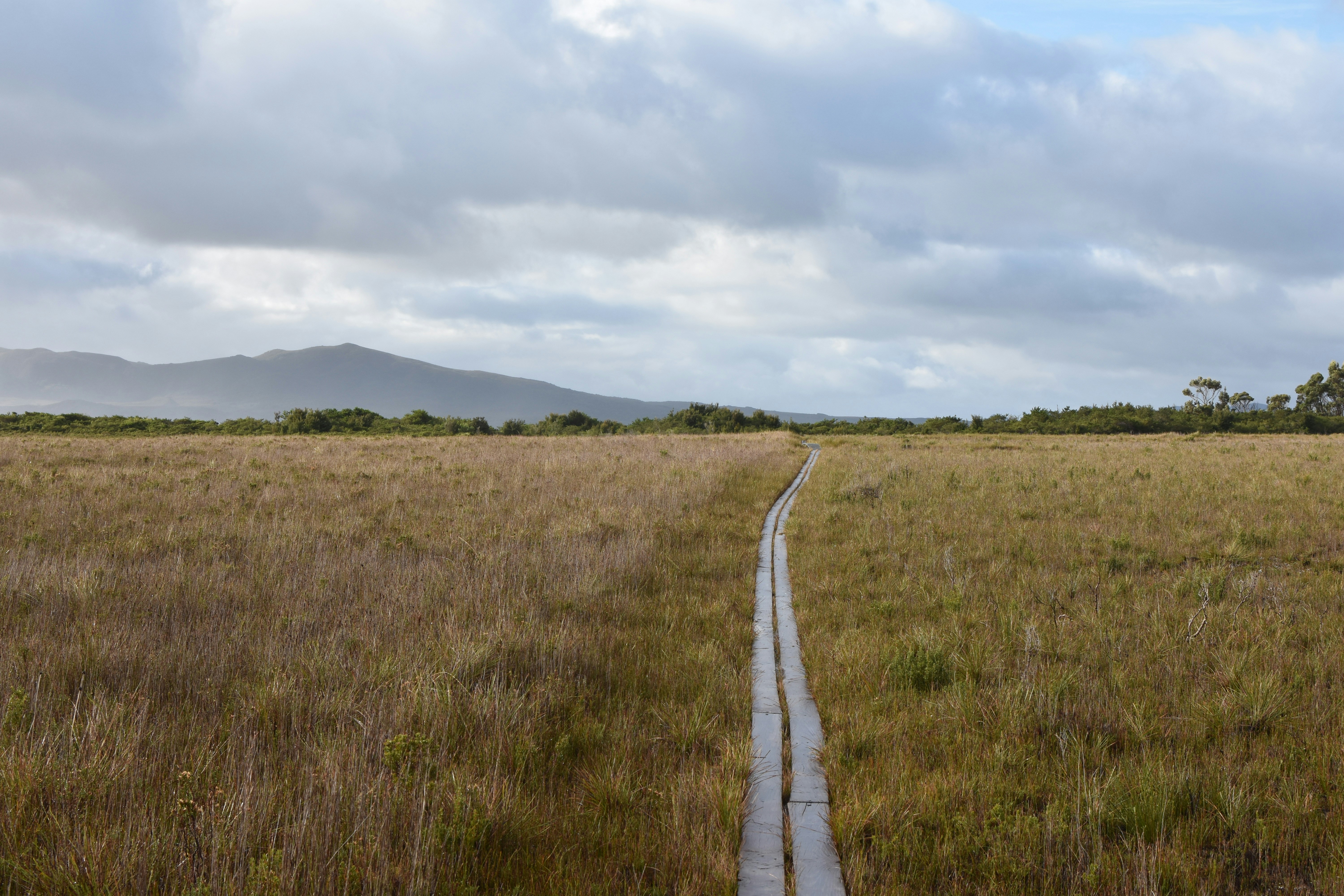 Brown wooden pathway between green grass field under white clouds ...
