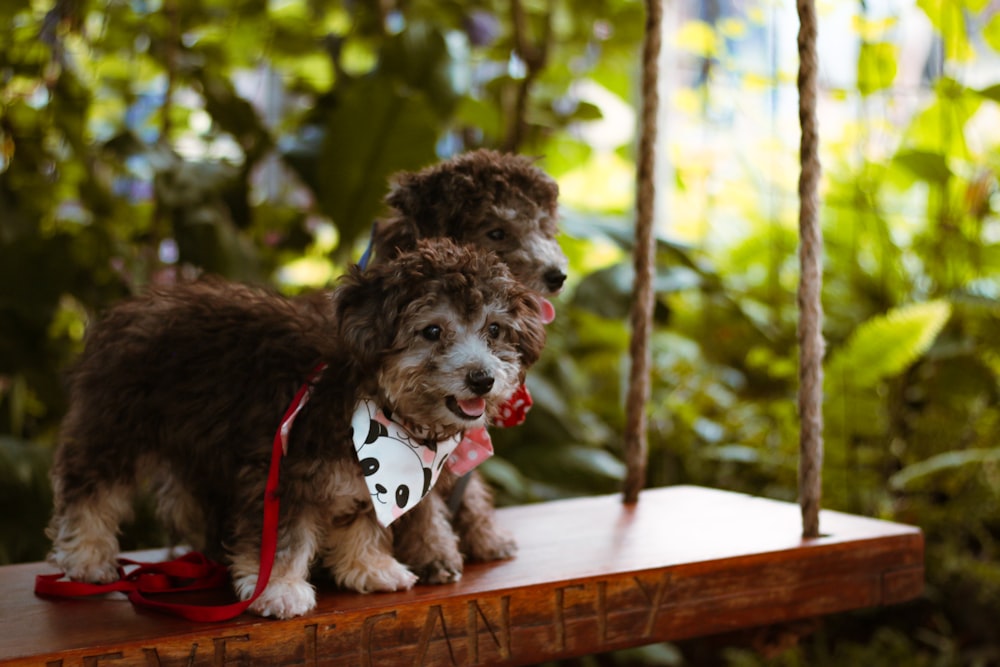 Perro pequeño de pelaje largo marrón y blanco en la cerca de madera marrón durante el día