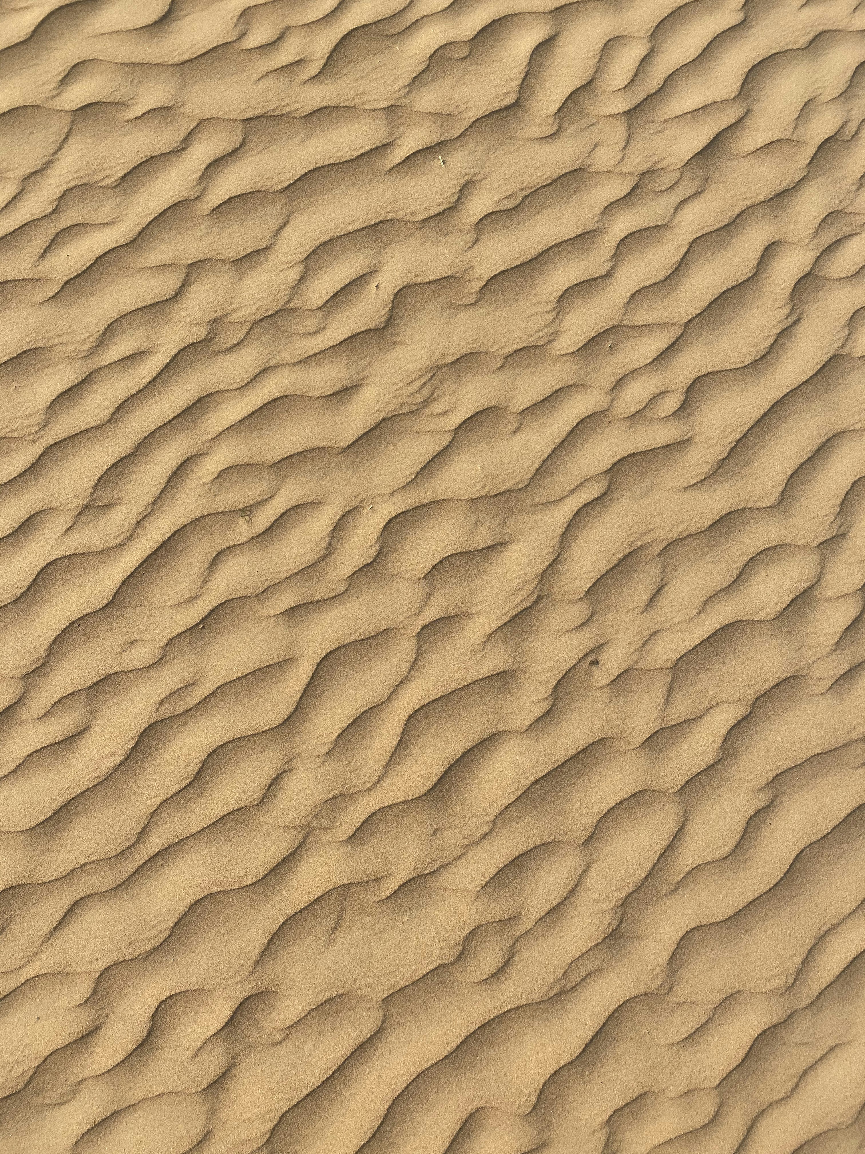 Dunas del desierto del Sahara