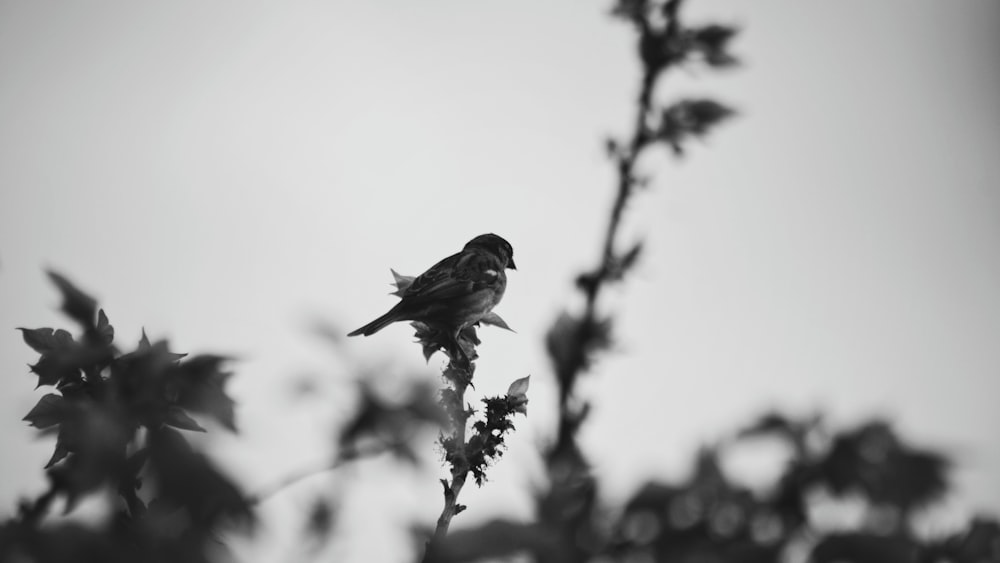 grayscale photo of bird perched on tree branch