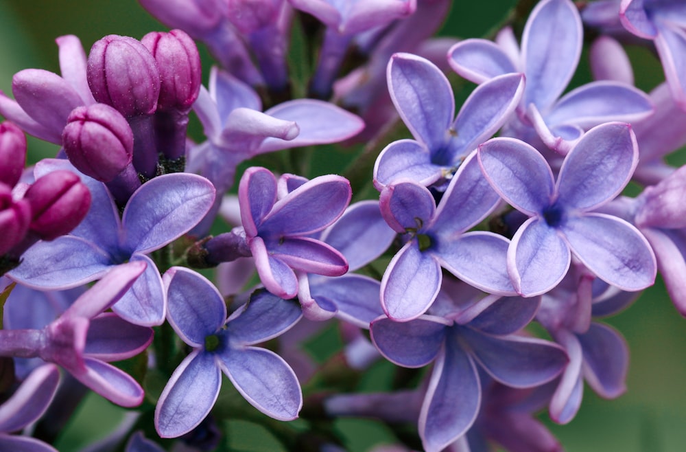 マクロショットの紫と白の花