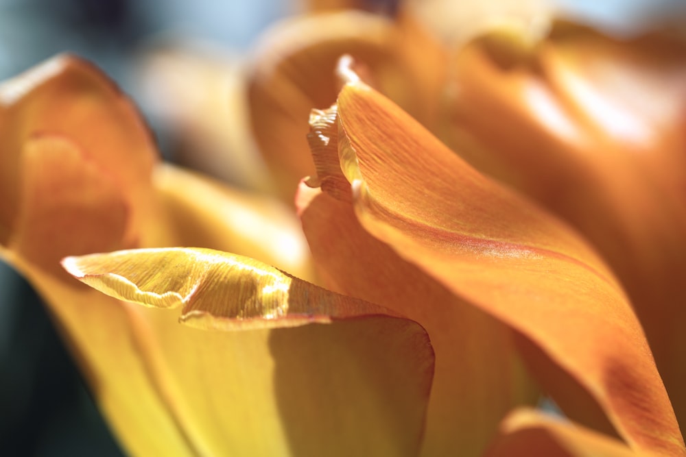 yellow flower in macro lens