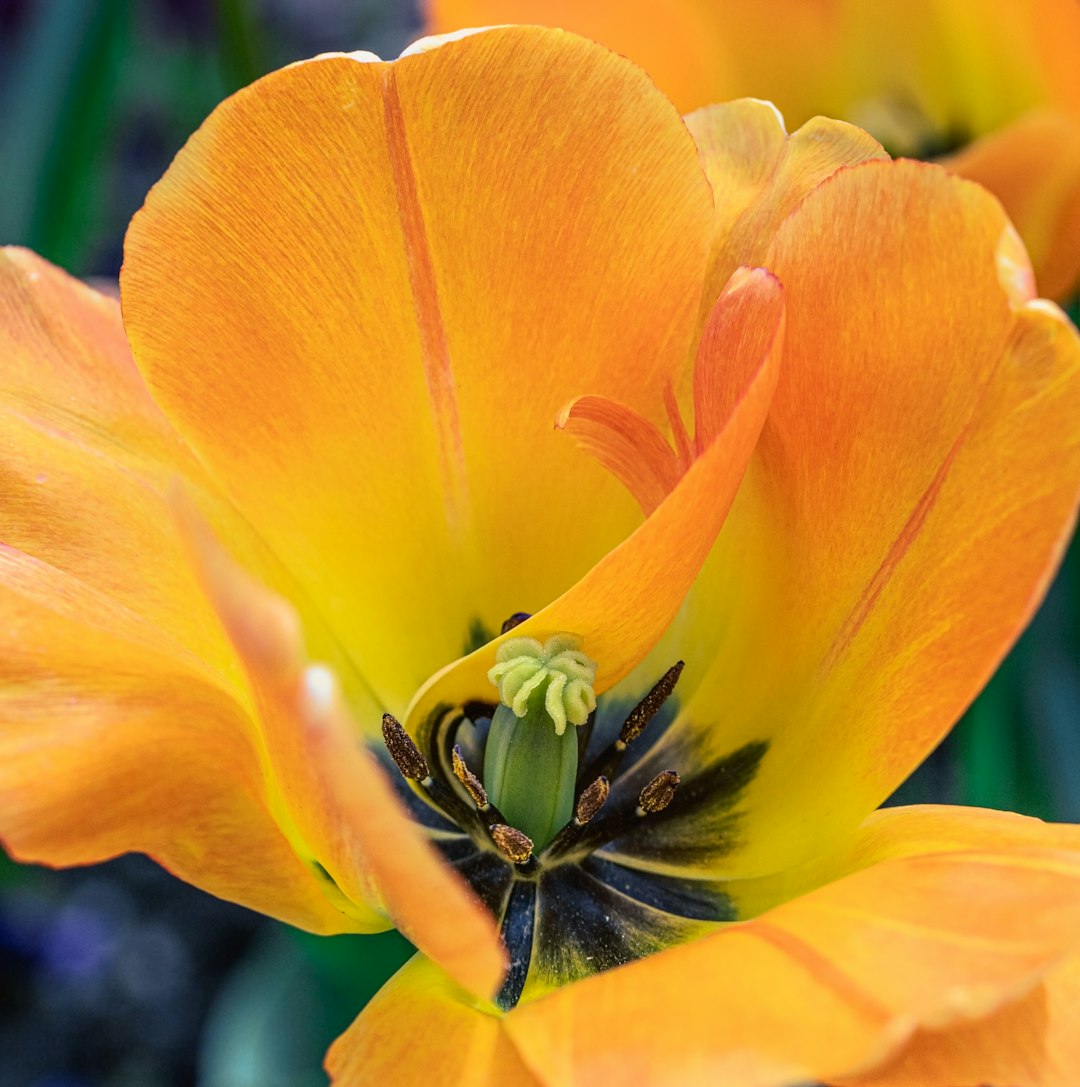 yellow flower in macro photography