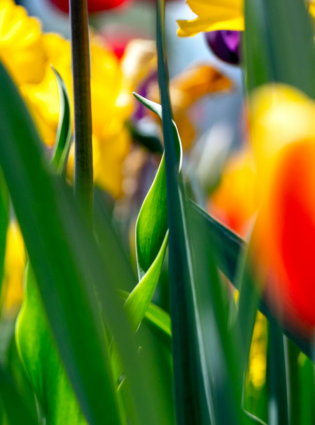 yellow and red tulips in bloom during daytime