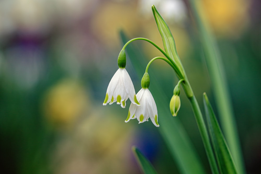 Fleur blanche dans une lentille à bascule