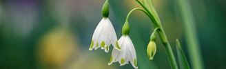 white flower in tilt shift lens