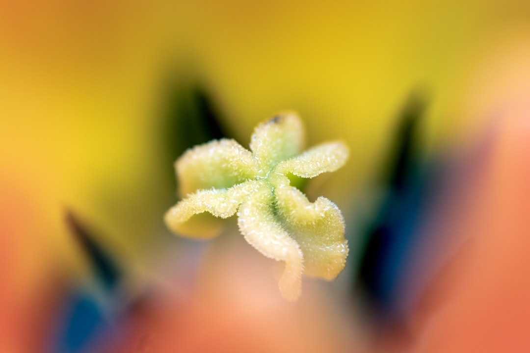 white flower in yellow background