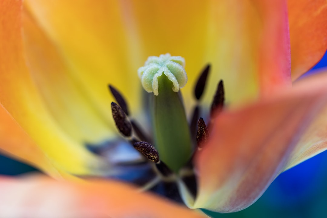 yellow and white flower in macro photography