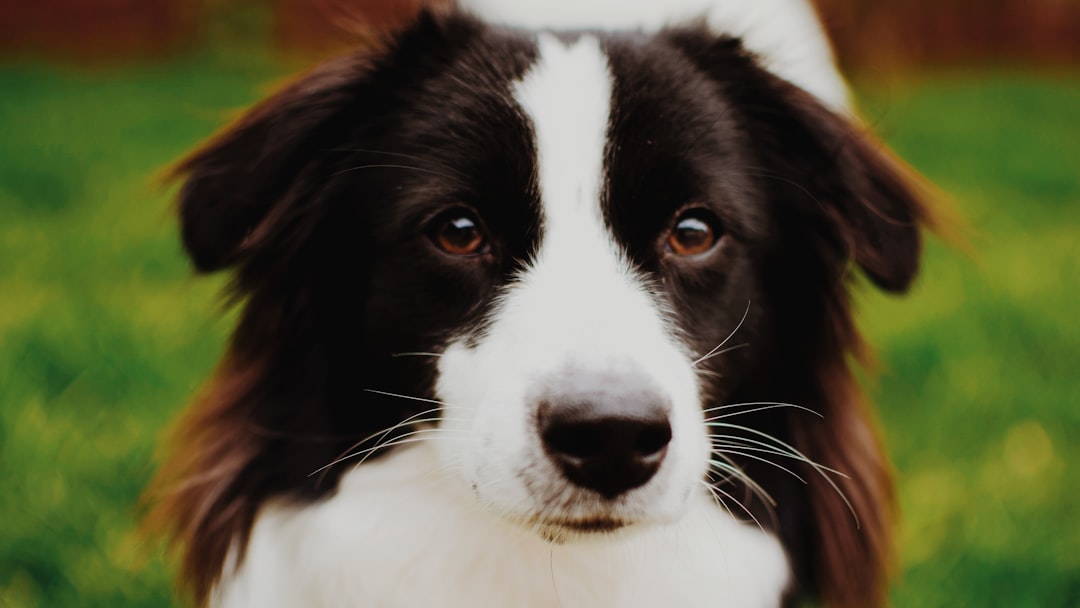 black and white border collie