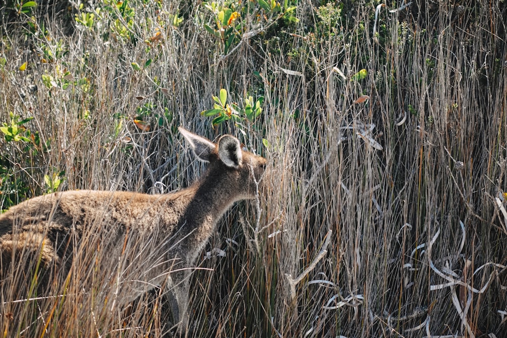 Ciervo marrón en un campo de hierba marrón durante el día