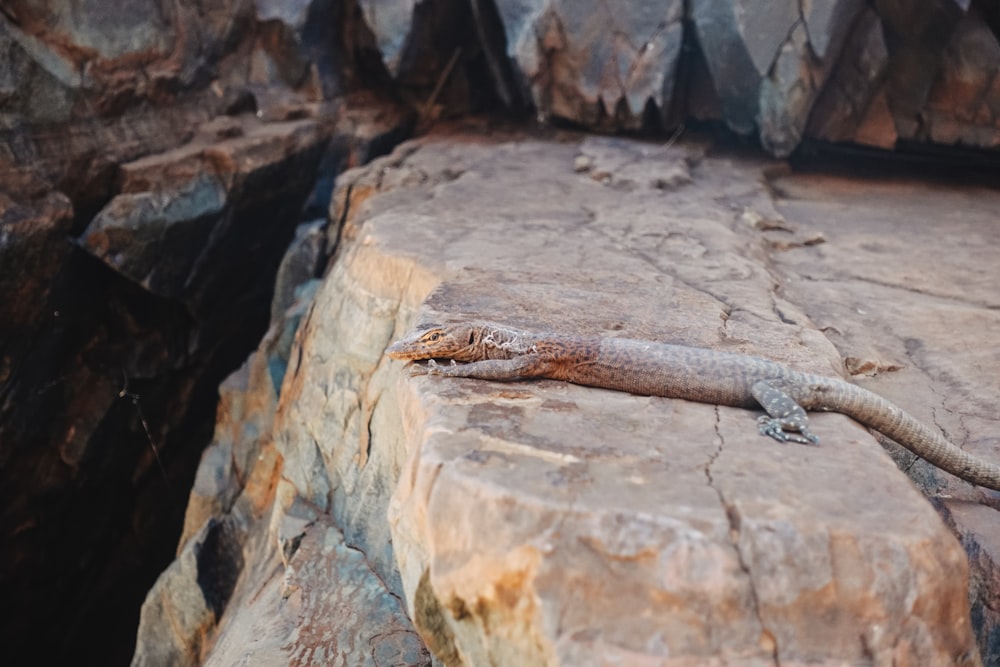 brown and black lizard on brown wood