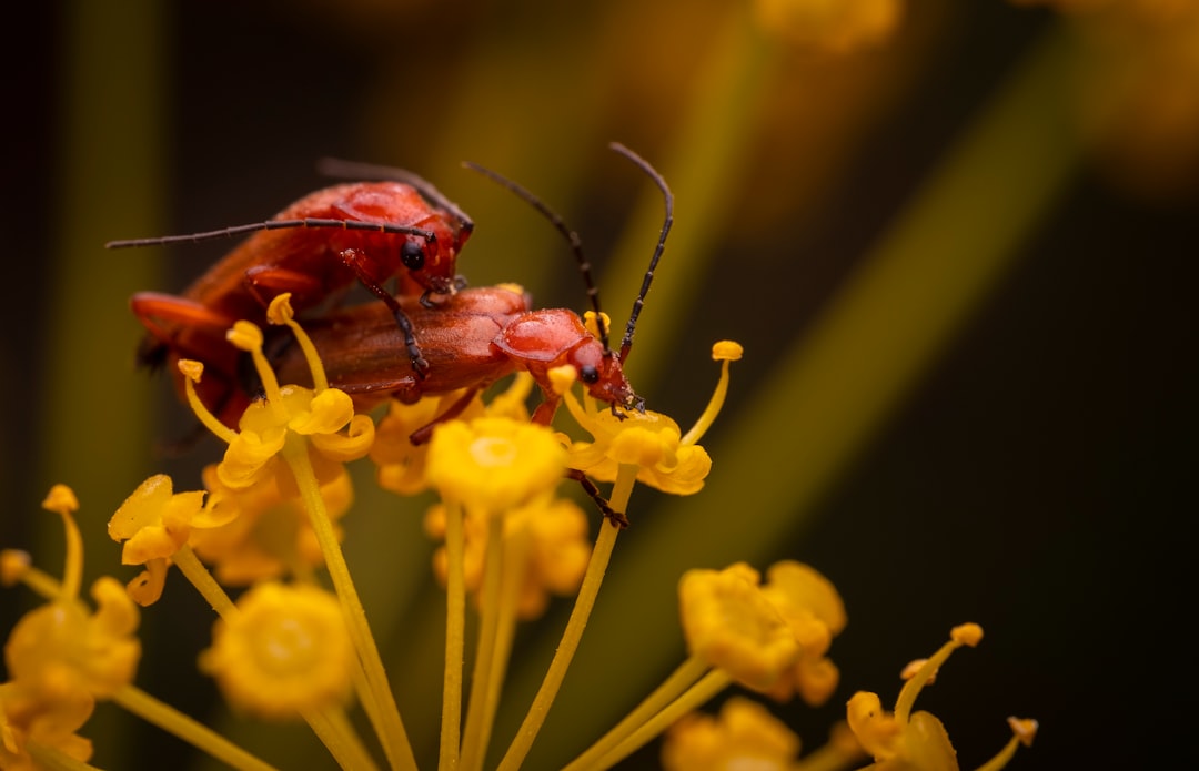 brown beetle perched on yellow flower in close up photography during daytime