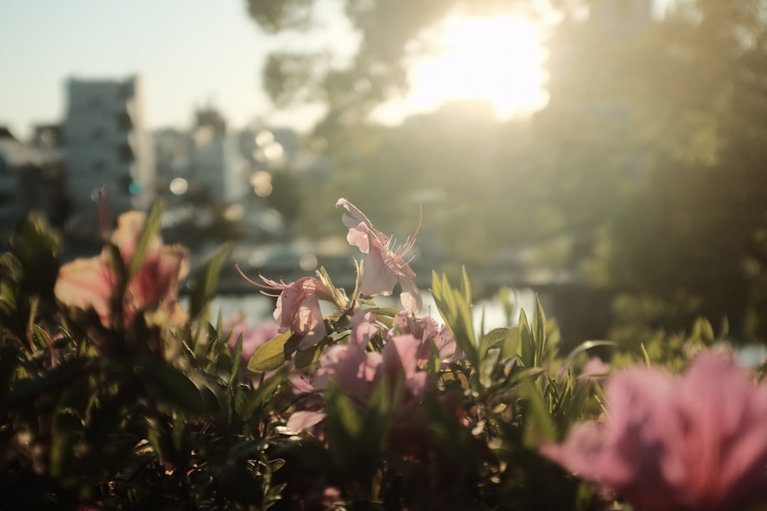 pink flower in tilt shift lens