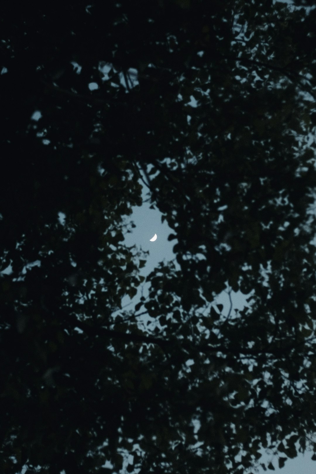 green tree under white sky during daytime