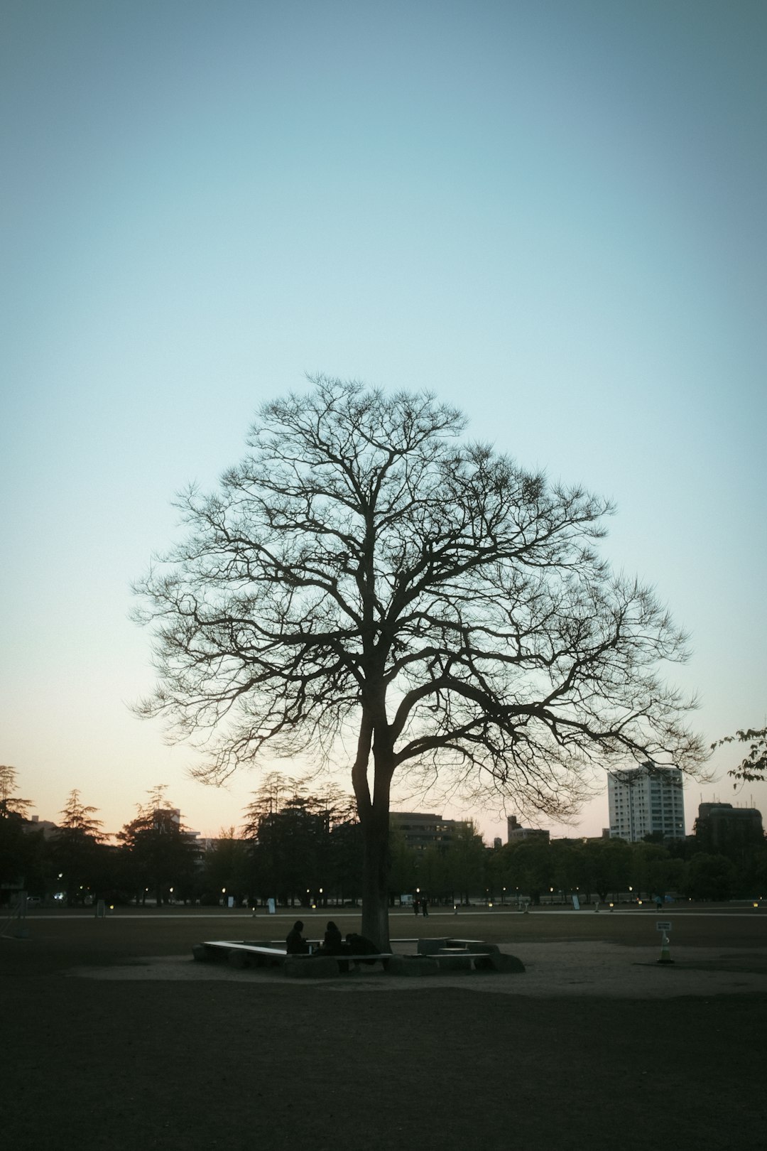 leafless tree near body of water during daytime