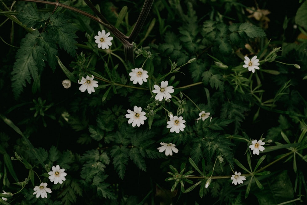 white flowers with green leaves