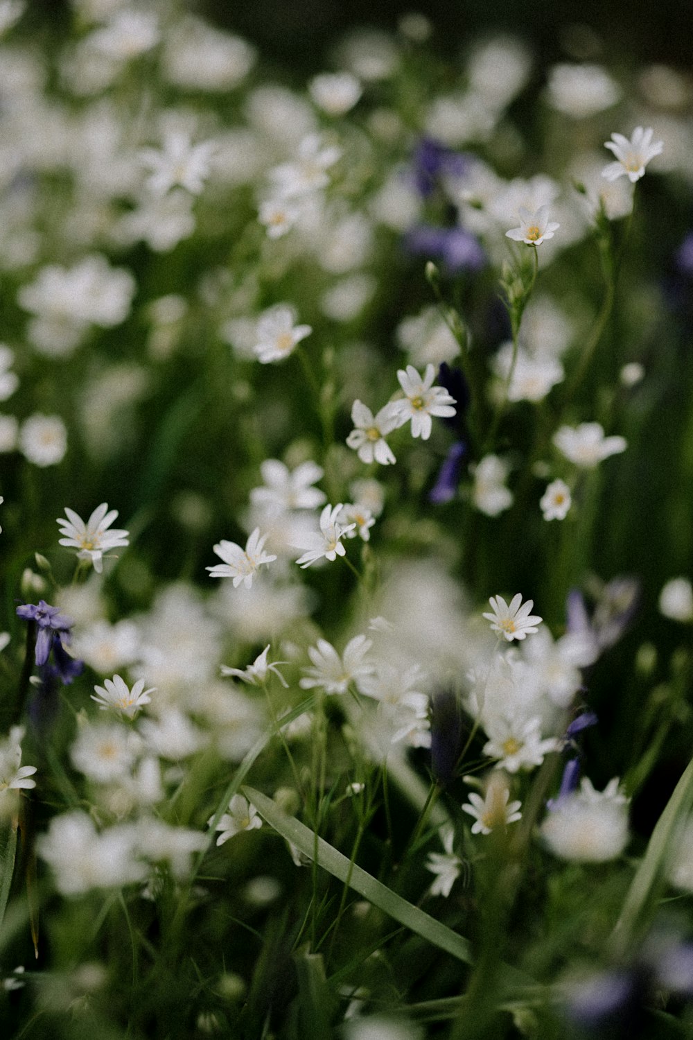 flores brancas e roxas em flor durante o dia