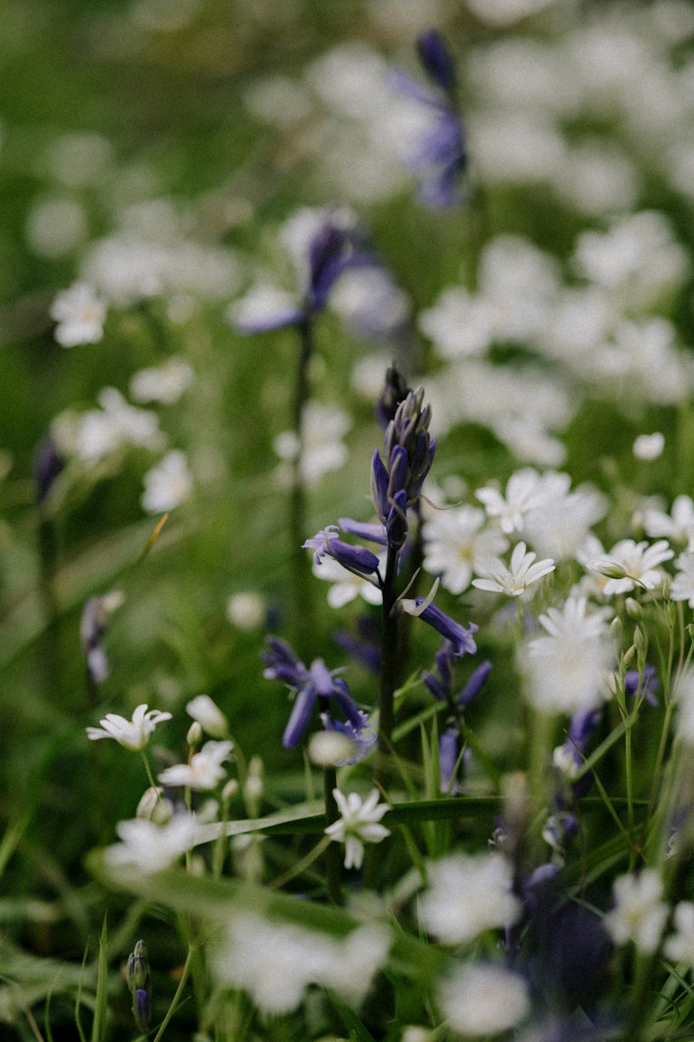 white and purple flowers in tilt shift lens