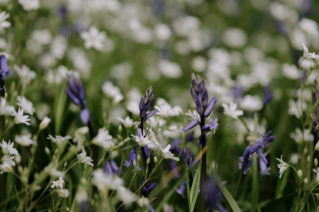 purple flowers in tilt shift lens