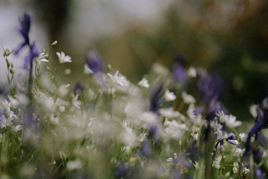 purple flower in tilt shift lens