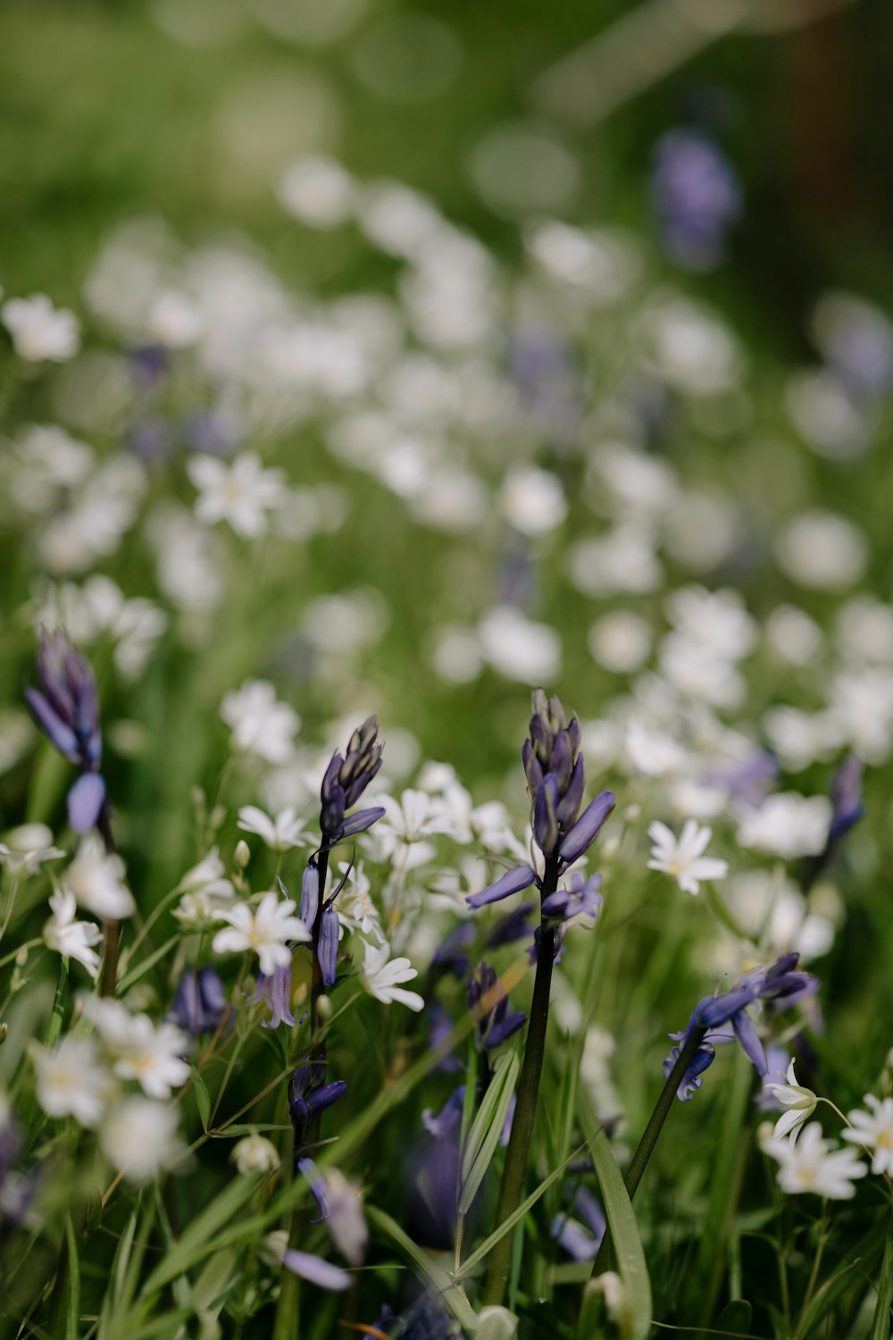 purple flowers in tilt shift lens