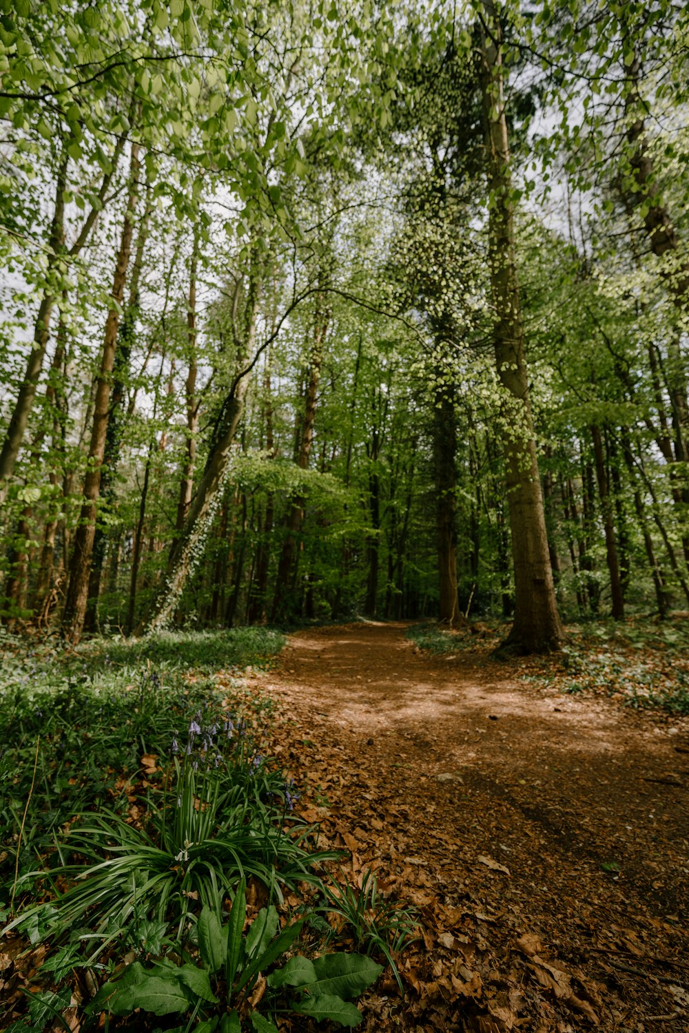 Arbres verts et chemin de terre brun