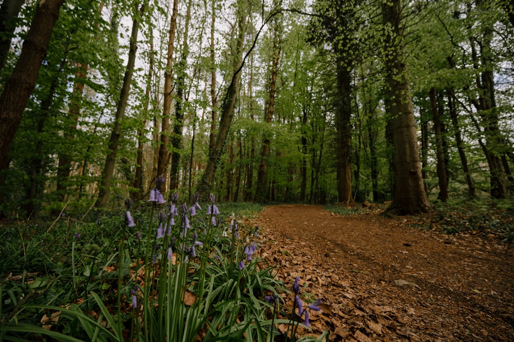 purple flower in the forest during daytime