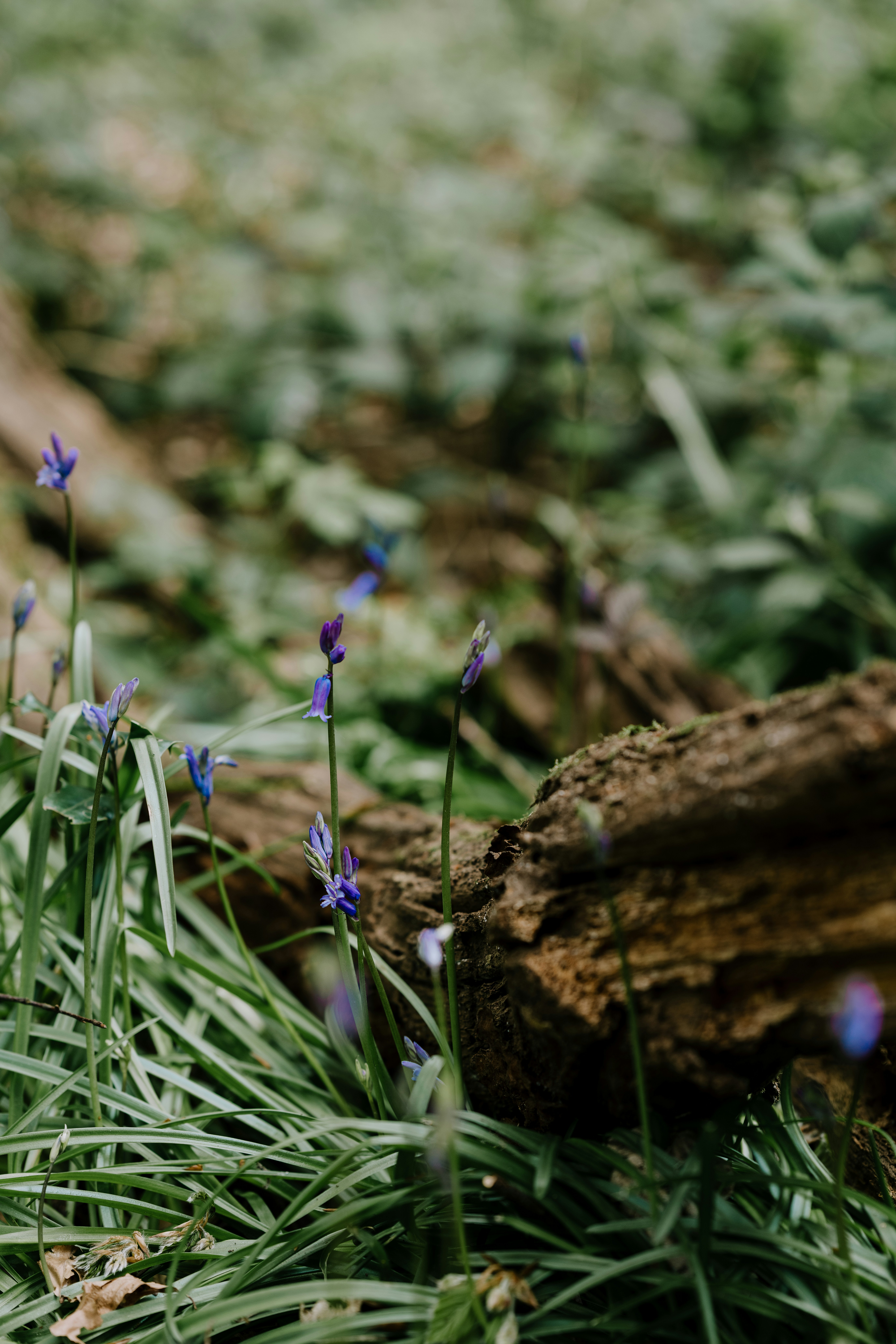 Photo by anniespratt