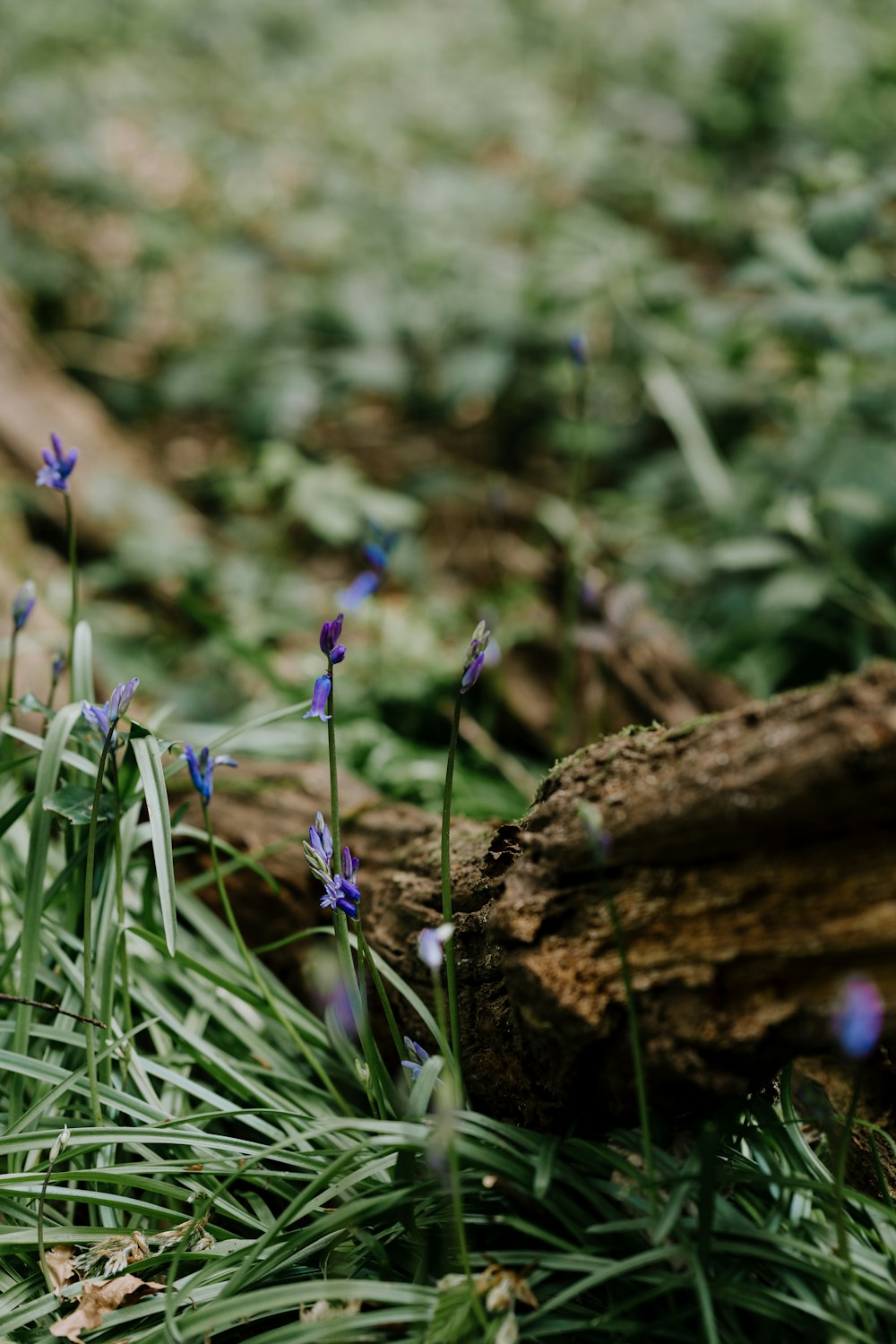 purple flower on brown tree trunk