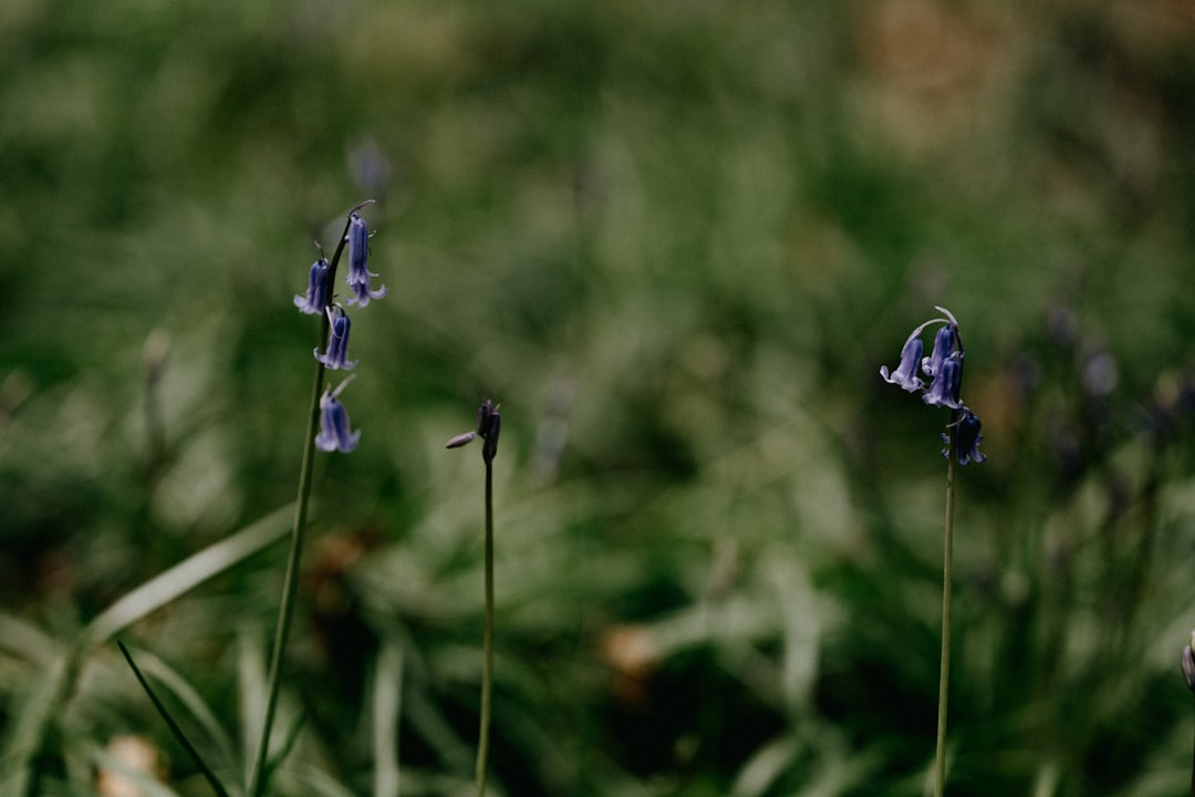 purple flower in tilt shift lens