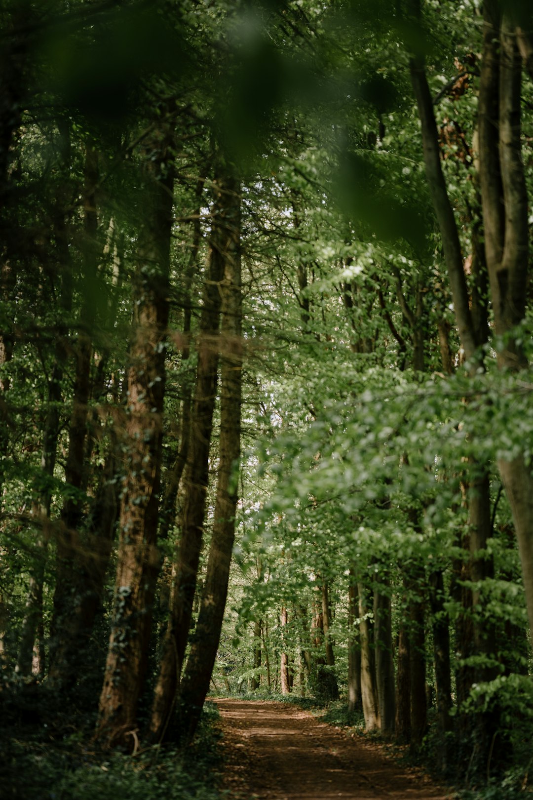 green trees and plants during daytime