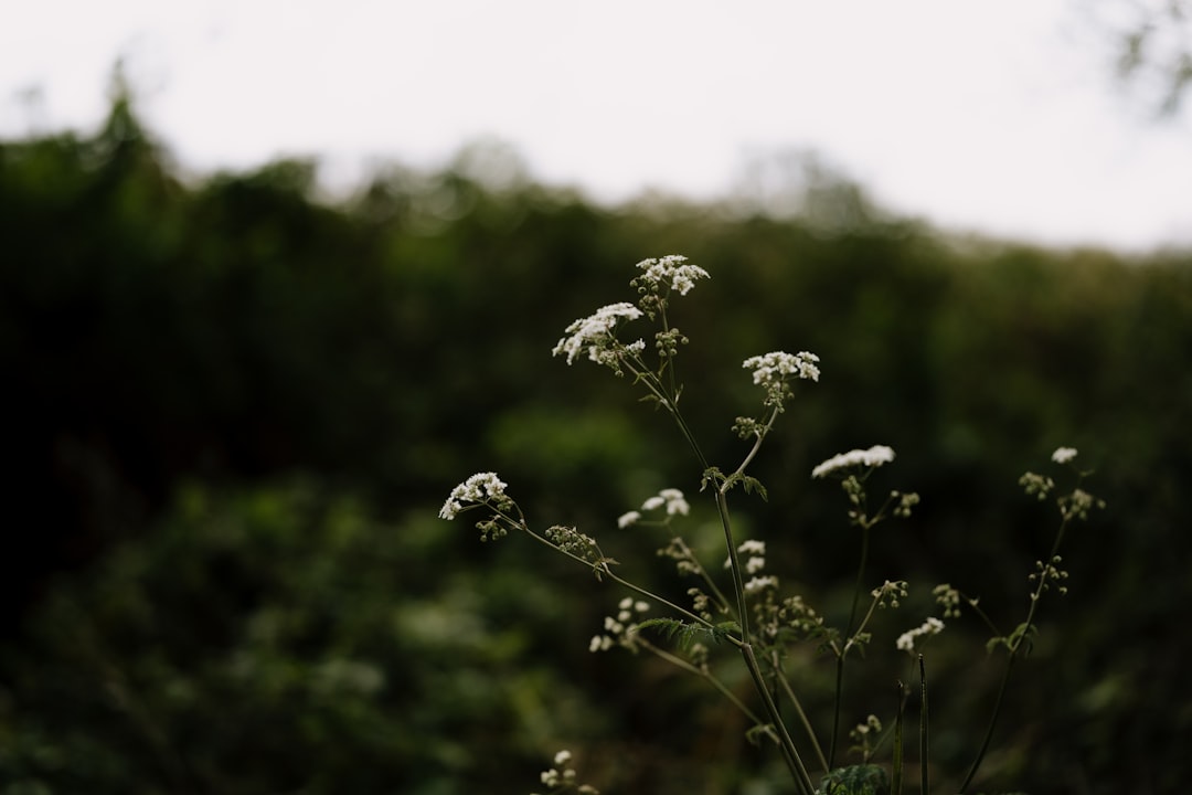 white flower in tilt shift lens